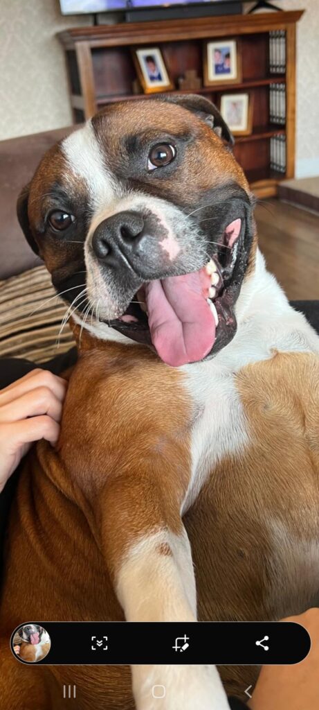 Happy looking red and white Staffordshire Bull Terrier